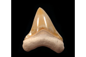 Why Bone Valley Megalodon Teeth in Florida Are the Finds Collectors Want Most