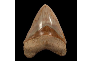 How West Java Developed A Fossil Digging Business 