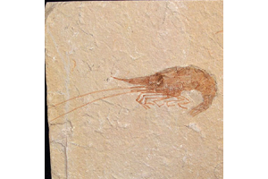 What Makes Fossils Genuine and Where Can You Find Them?