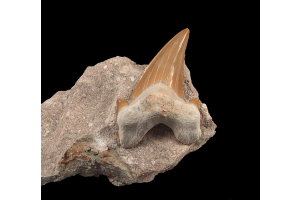 How Rare Plant Fossils Like Dicotaledon Prove the Value of Real Fossils for Sale