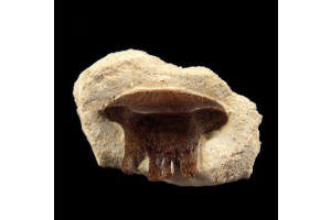 Why Russian Paleozoic Shark Teeth Fossils Are Among the Rarest Collectibles