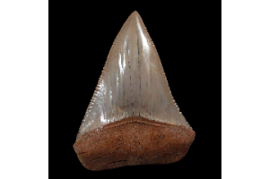 Great White Tooth Authenticity: What Sets Museum Quality Specimens Apart