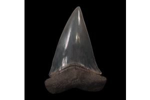 Why Are Mako Shark Teeth So Popular Among Fossil Collectors and What Makes Them Unique?