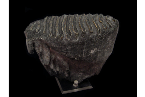 How to Identify an Authentic Mammoth Tooth Fossil Before Buying One Online