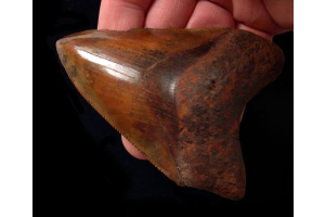 The Copper-Red Treasures: Megalodon Teeth from North Carolina’s Rivers