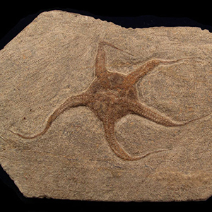Brittle Stars Brittle Stars