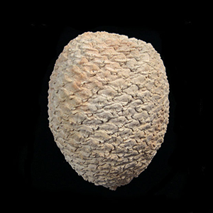 Pine Cones 