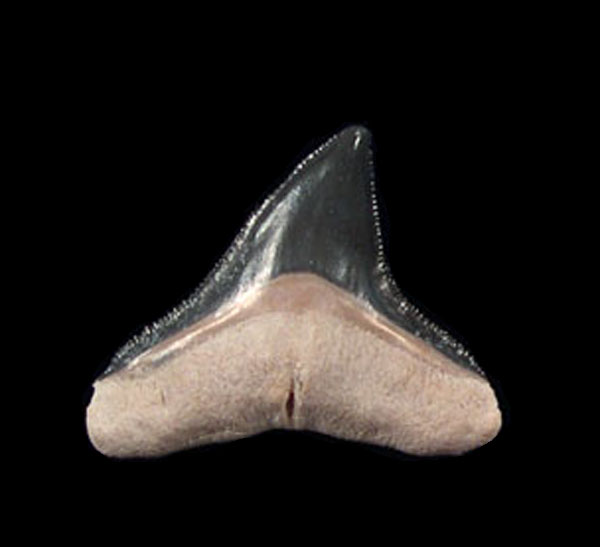 Florida - Bull shark