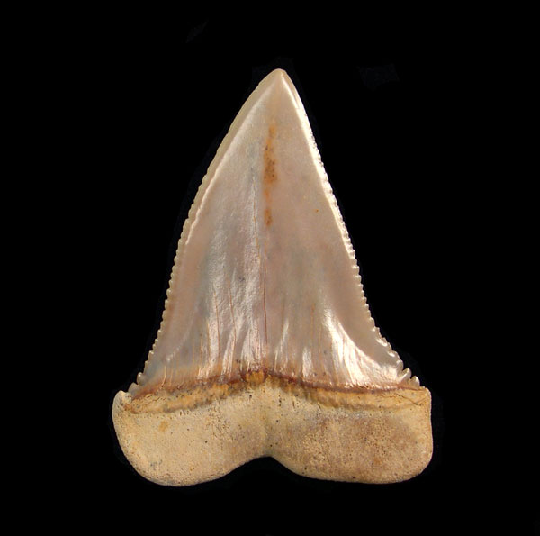 Chile - Transition teeth (C. hubbelli)
