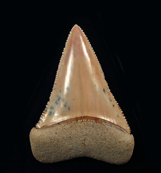 Great White Shark Teeth (Fossil) Great White Shark Teeth (Fossil)