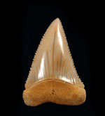 Great White Shark Teeth (Fossil) Great White Shark Teeth (Fossil)