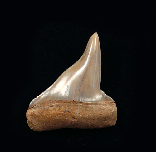 Pathologic Isurus teeth