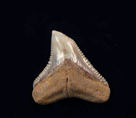 Chile - Bull shark Chile - Bull shark