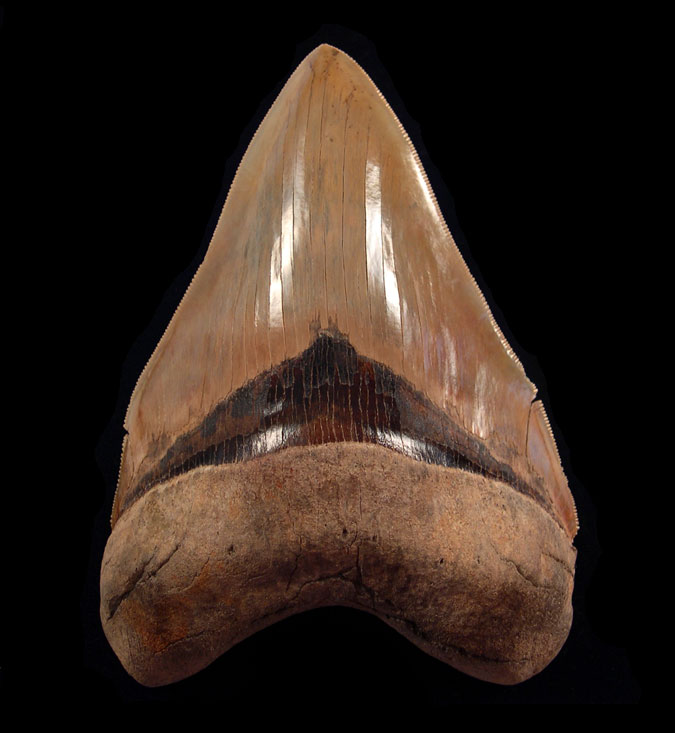 Megalodon Teeth - 6 inch