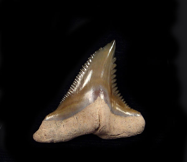 Hemipristis