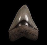 Megalodon teeth - So. Carolina Top Quality Meg teeth (greater than 5 inch) Megalodon teeth - So. Carolina Top Quality Meg teeth (greater than 5 inch)