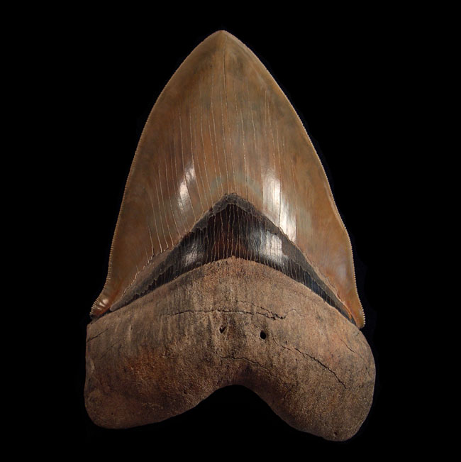 Museum Quality Teeth