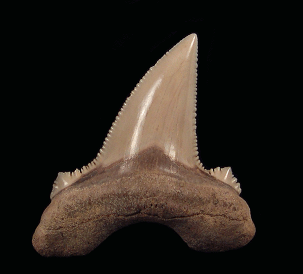 Kazakhstan - Auriculatus