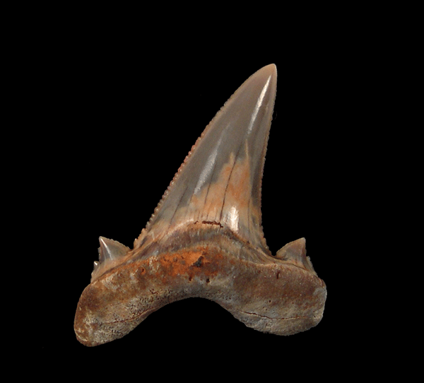 Other Megalodon Ancestors