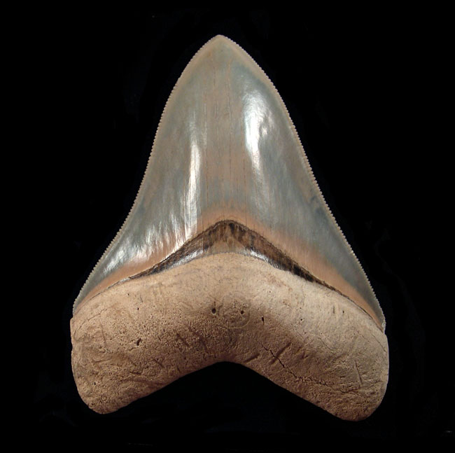 Museum Quality Megalodon teeth