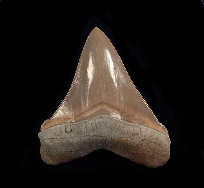 Lee Creek Megalodon