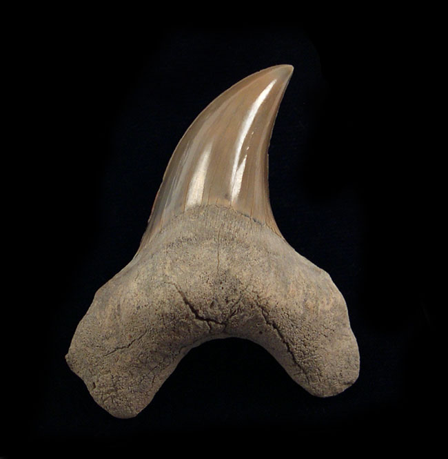 Parotodus benedeni