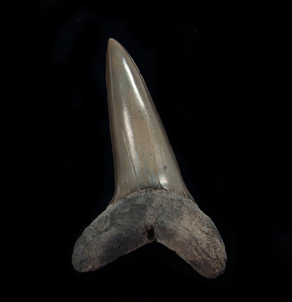 Isurus desori Isurus desori