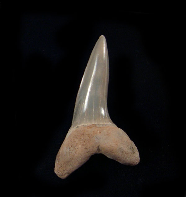 Isurus oxyrinchus