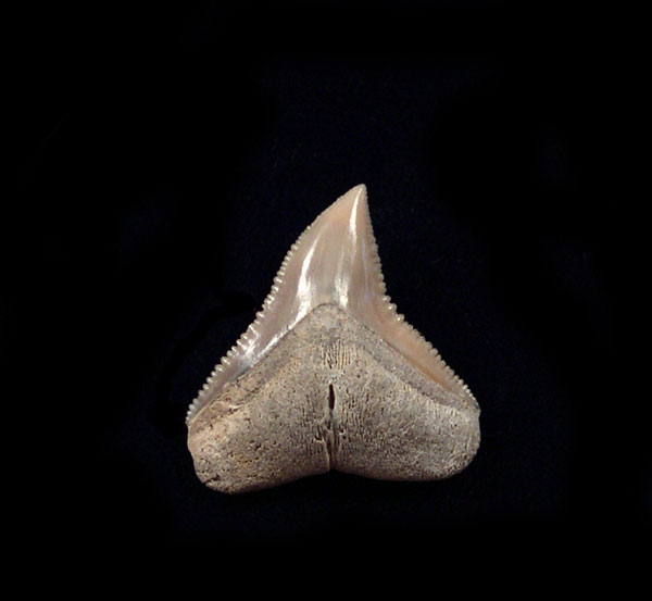 Lee Creek (NC) - Bull shark