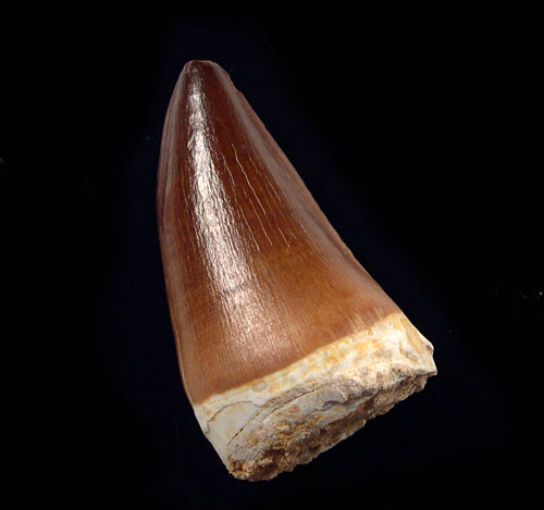 Mosasaur - Catalog #2