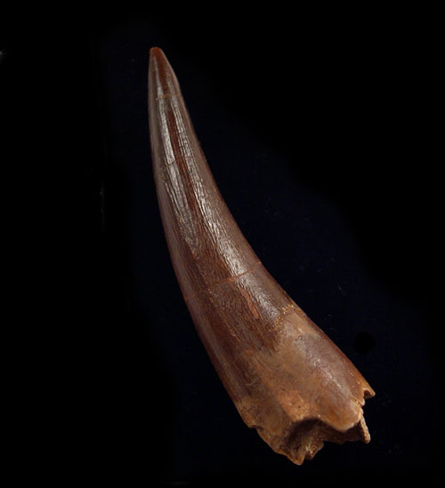 Pleisosaur Teeth