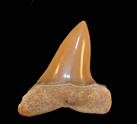 Isurus praecursor Isurus praecursor