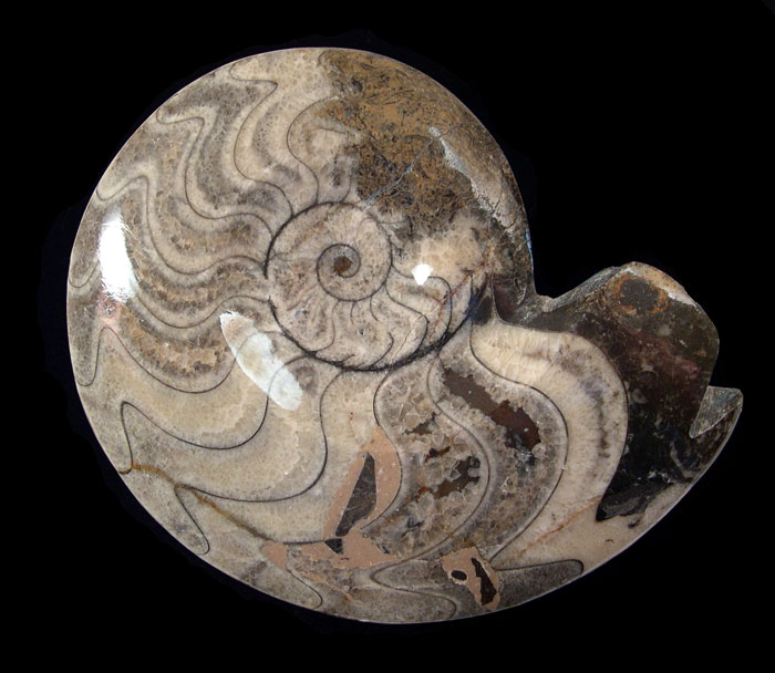 Morocco - Ammonites