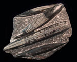 Orthoceras Orthoceras