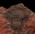 Crinoids