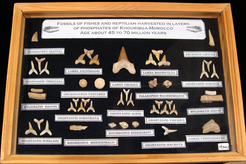 Fossil Collection with Display Frame Fossil Collection with Display Frame