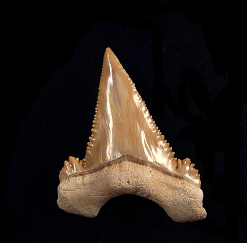 Paleocarcharodon