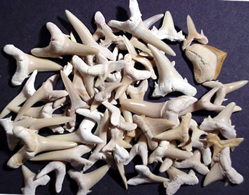 Bulk Teeth