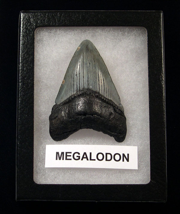 First Megalodon Tooth
