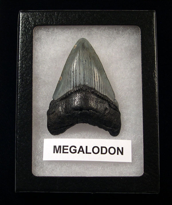 First Megalodon Tooth First Megalodon Tooth