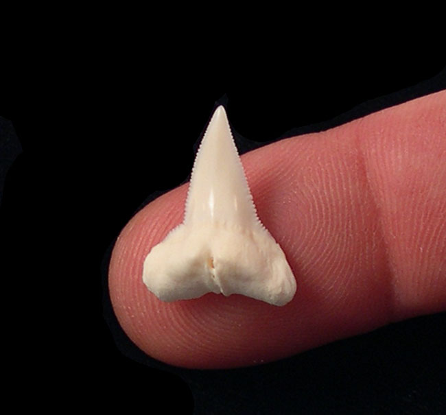 Modern Hammerhead Shark Teeth for sale: BuriedTreasureFossils