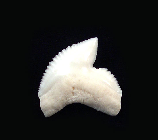 Modern Tiger shark