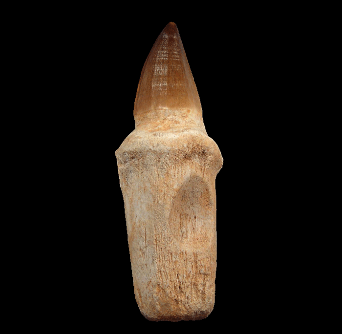 Marine Reptile Teeth & Fossils Marine Reptile Teeth & Fossils