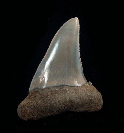 Isurus escheri