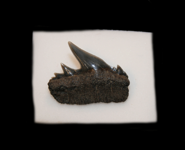 Netherlands - Notorhynchus