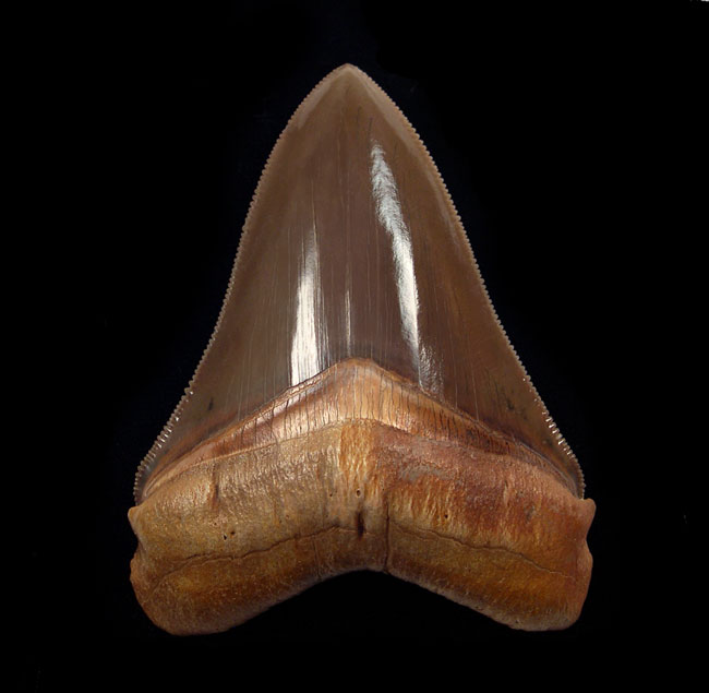 Peru Megalodons