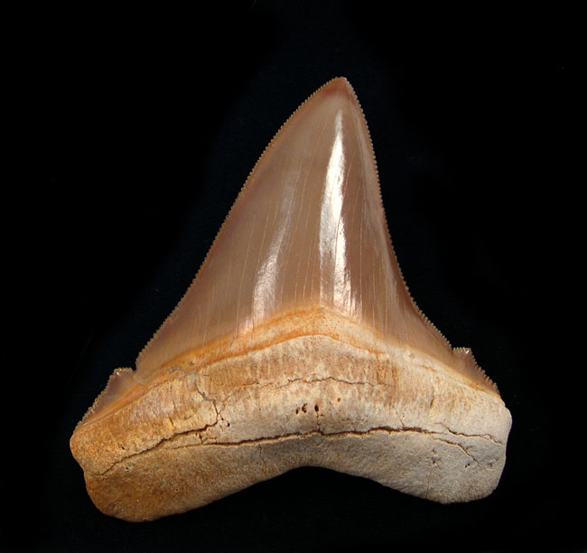 Peru Chubutensis Teeth: BuriedTreasureFossils