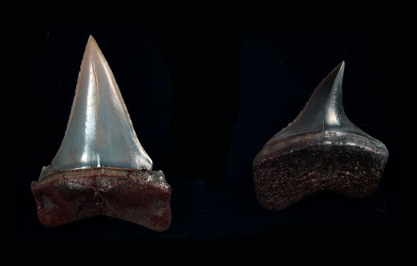 Peru - Transition teeth (C. hubbelli)