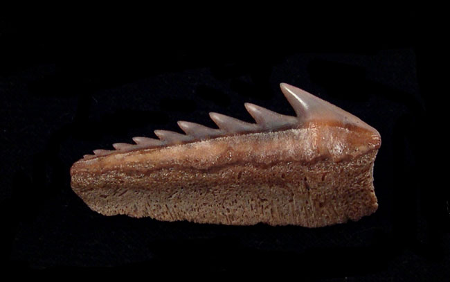 Peru - Hexanchus