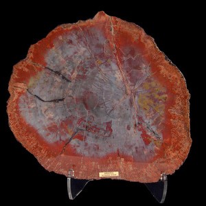 Plant Fossils Plant Fossils